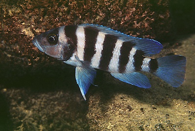 Neolamprologus sexfasciatus 'Katete'